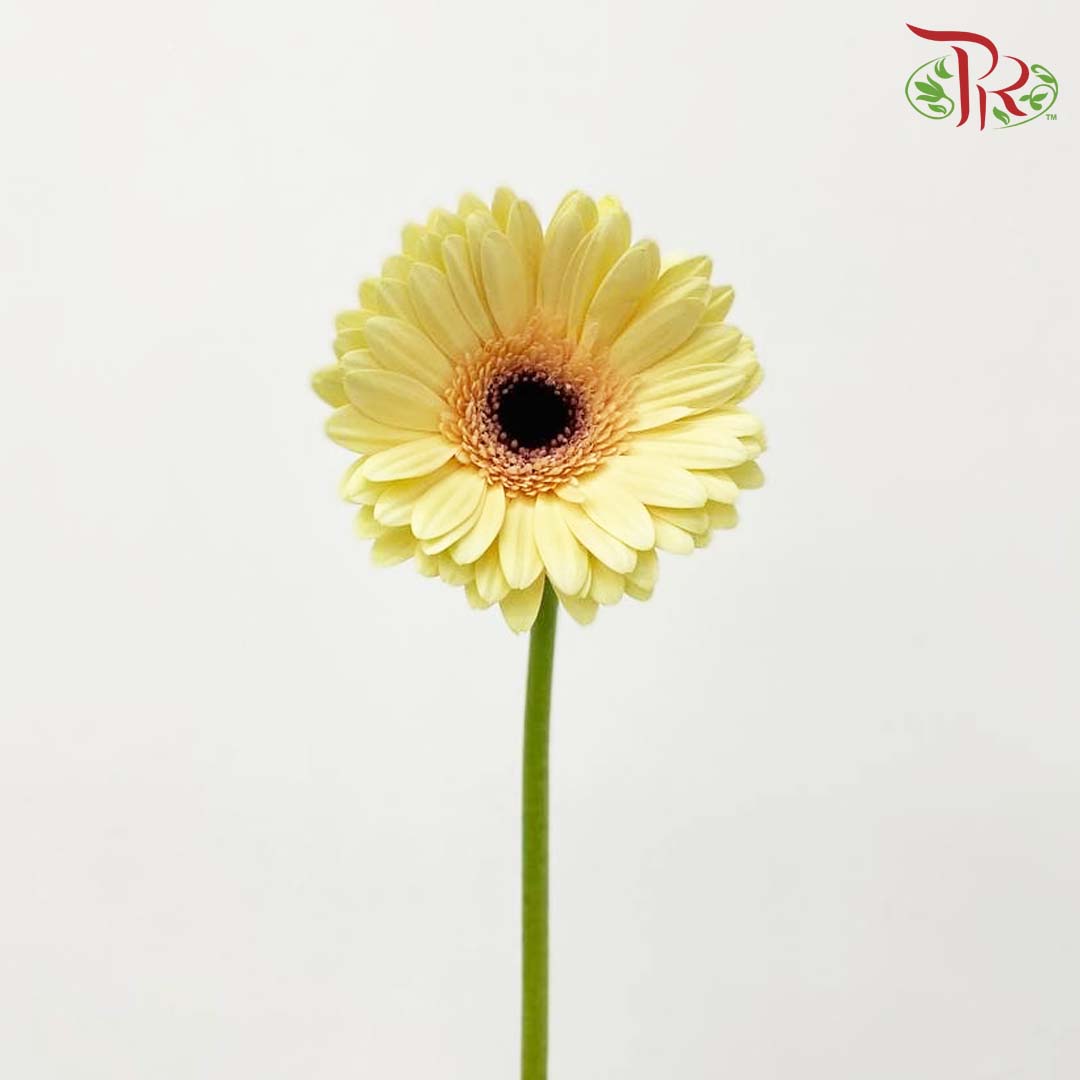 Gerbera Light Yellow (8-10 Stems) - Pudu Ria Florist Southern