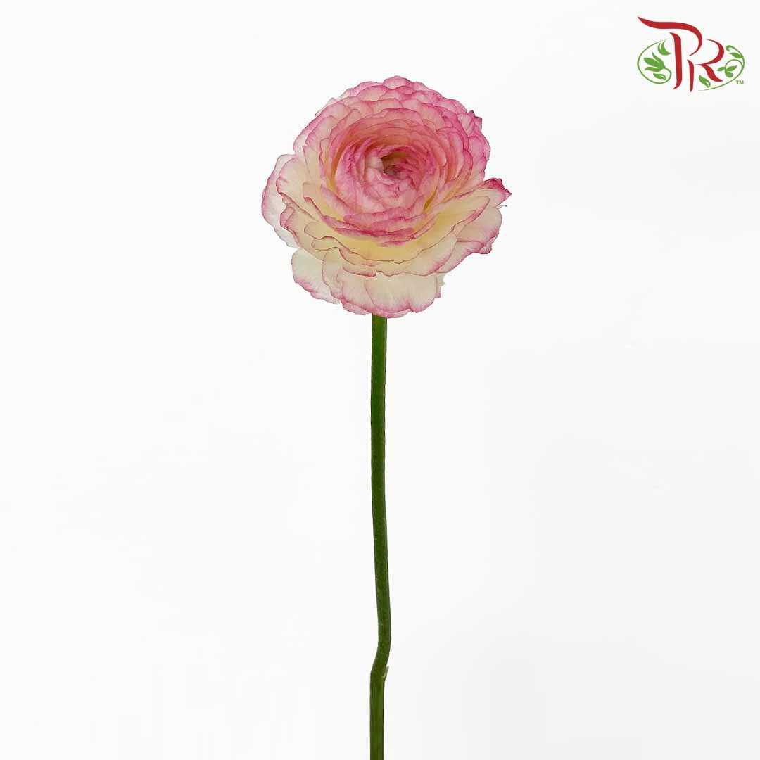 Ranunculus Yellow/Pink (5 Stems) - Pudu Ria Florist Southern