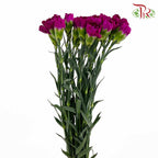 Carnation Purple (18-20 Stems) - Pudu Ria Florist Southern