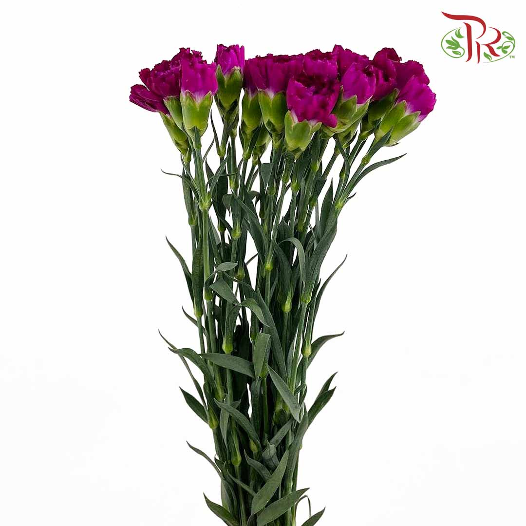 Carnation Purple (18-20 Stems) - Pudu Ria Florist Southern