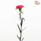 Carnation Cherry Pink (18-20 Stems) - Pudu Ria Florist Southern