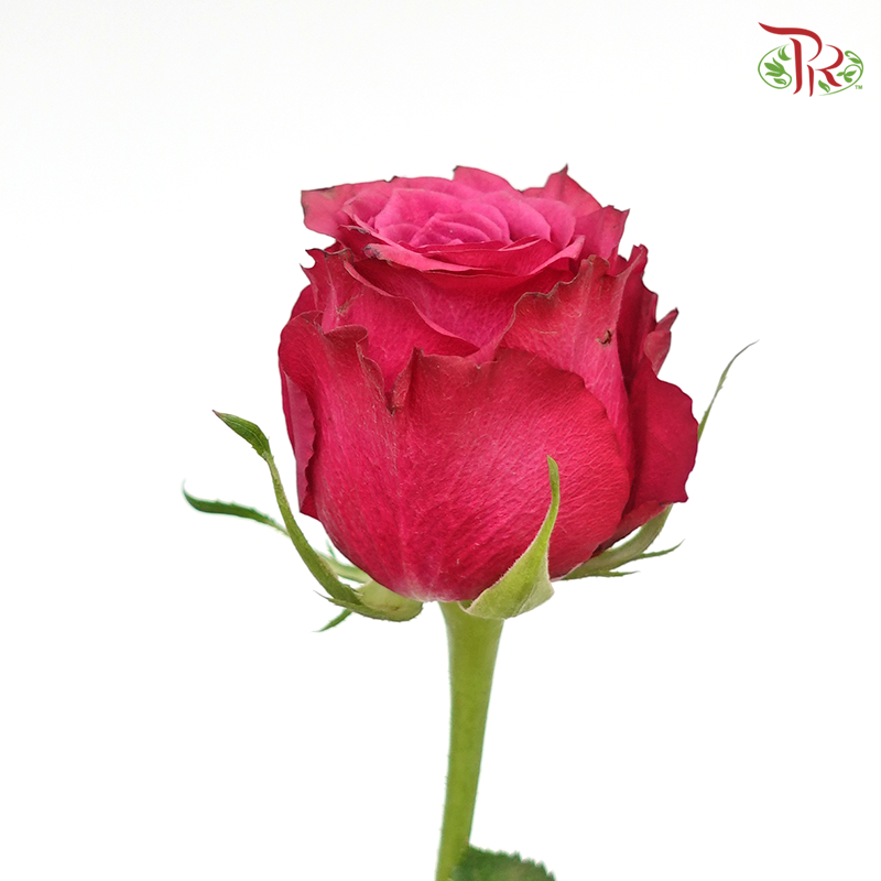 Rose Blue berry (8-10 Stems) - Pudu Ria Florist Southern
