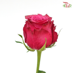 Rose Blue berry (8-10 Stems) - Pudu Ria Florist Southern