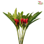 Ginger Red (5 Stems) - Pudu Ria Florist Southern