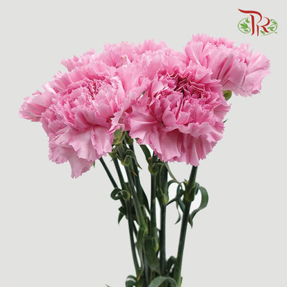 Carnation Lotus (8-10 Stems) - Pudu Ria Florist Southern