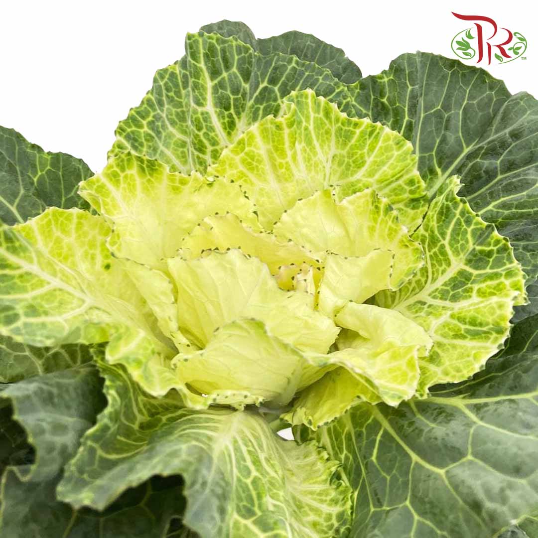 Brassica White (Per Stem) - Pudu Ria Florist Southern