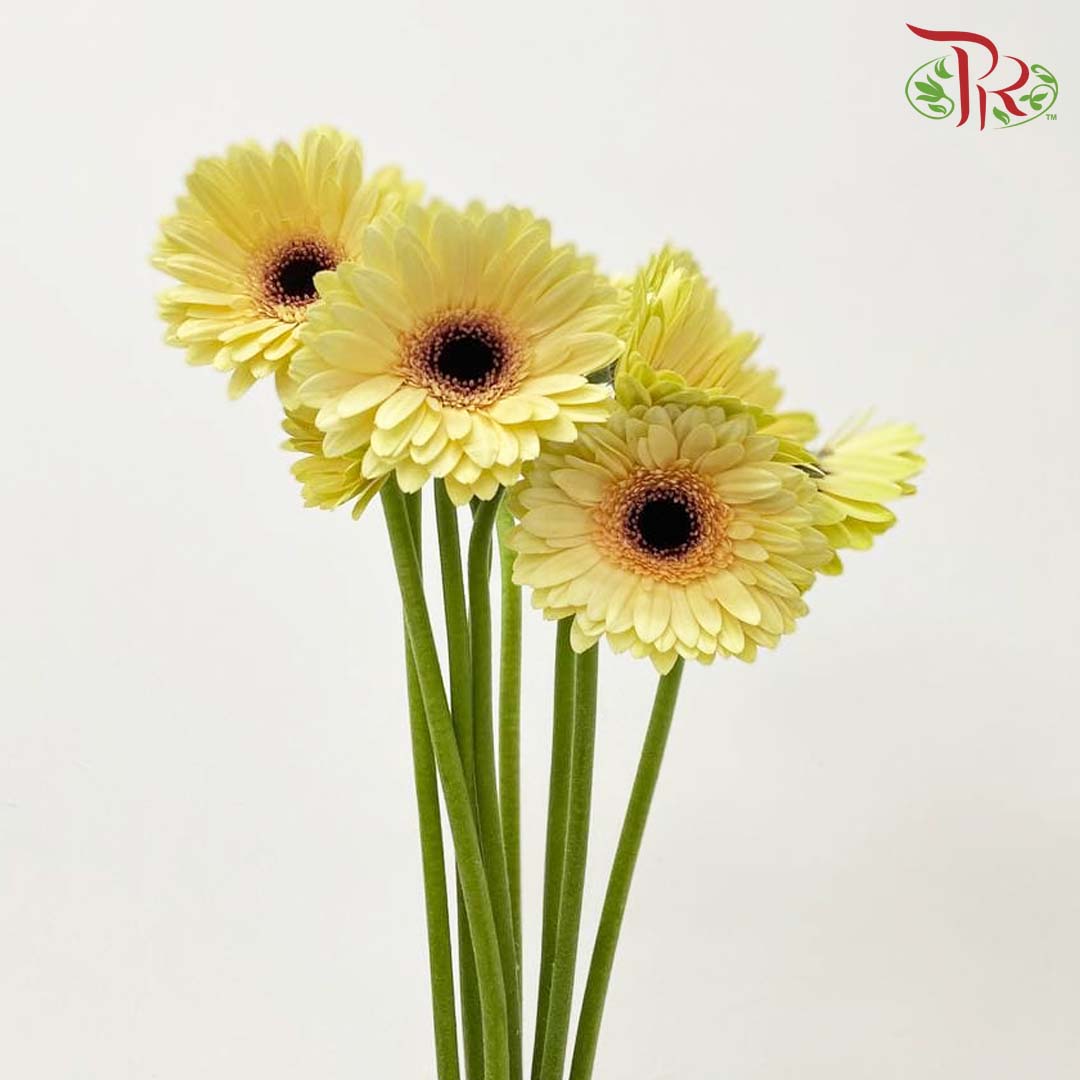 Gerbera Light Yellow (8-10 Stems) - Pudu Ria Florist Southern