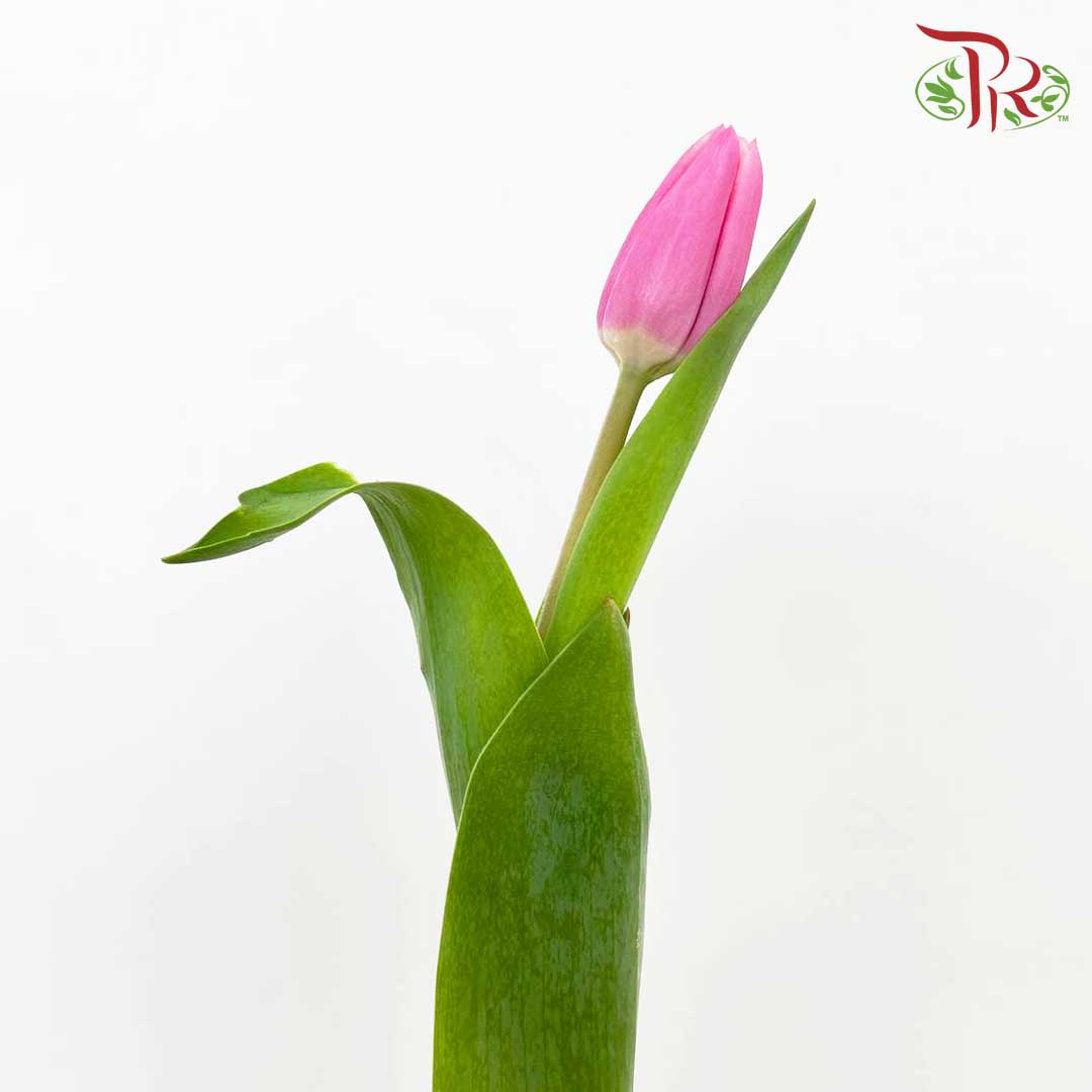 Tulip Pink (8-9 Stems) - Pudu Ria Florist Southern
