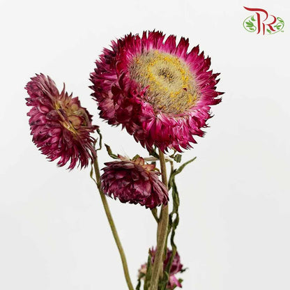 Dry Helichrysum Natural & Bleached - Purple / Per Bundle - Pudu Ria Florist Southern