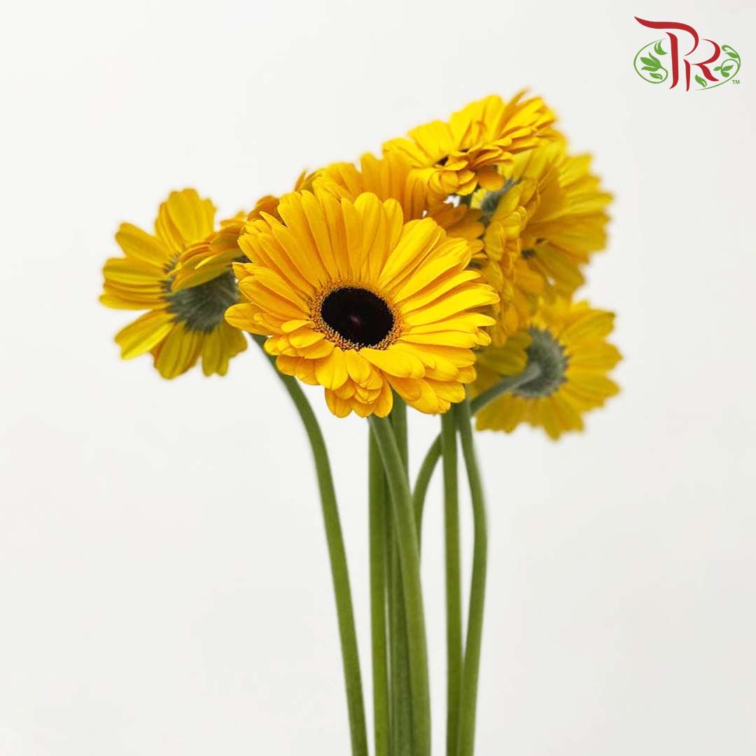 Gerbera Gold Yellow (8-10 Stems) - Pudu Ria Florist Southern