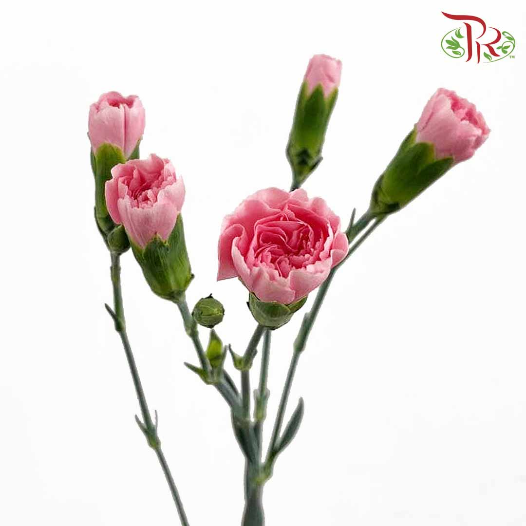 Carnation Spray Pink (18-20 Stems) - Pudu Ria Florist Southern