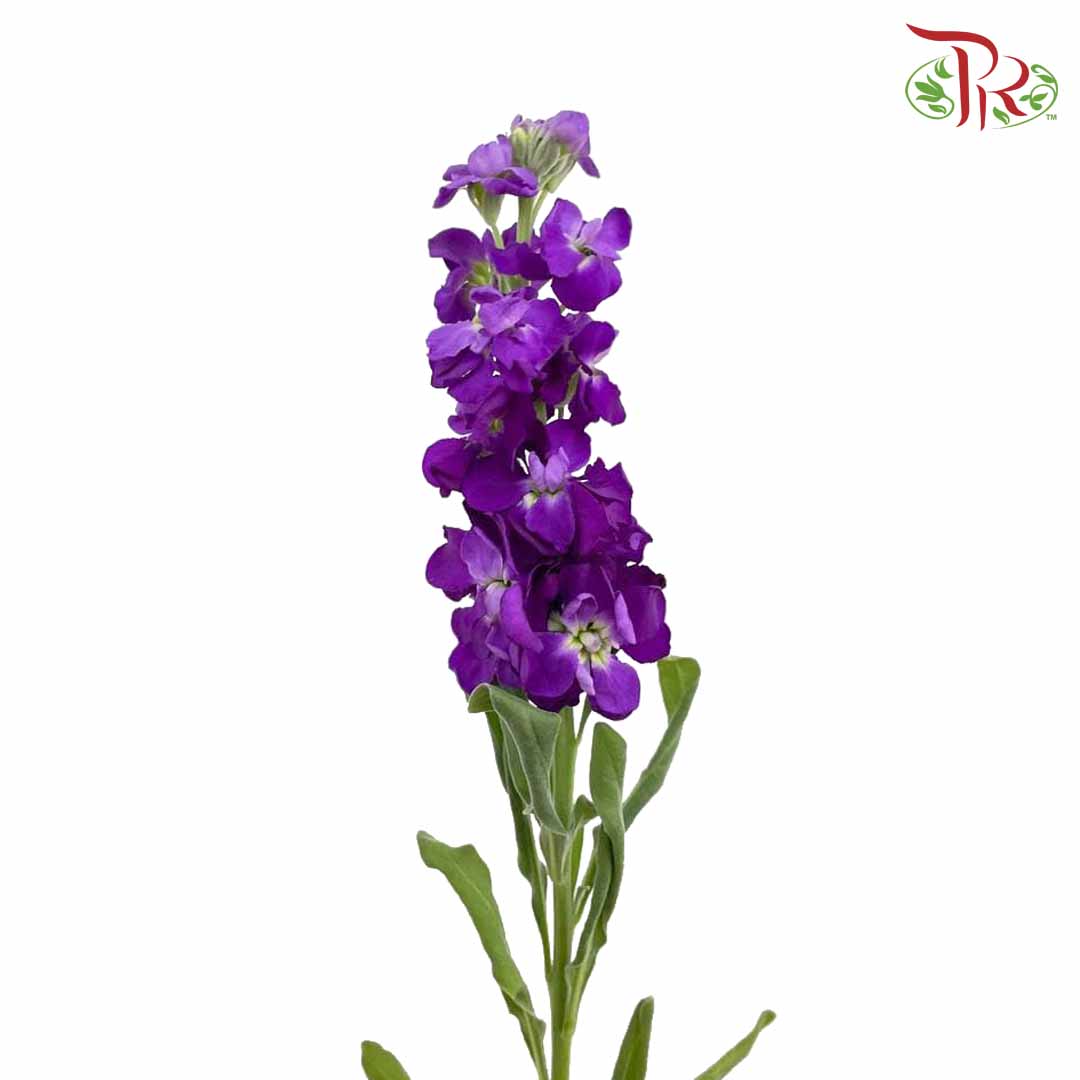 Matthiola Purple (Per Bundle) - Pudu Ria Florist Southern