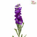 Matthiola Purple (Per Bundle) - Pudu Ria Florist Southern