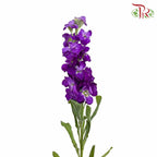 Matthiola Purple (Per Bundle) - Pudu Ria Florist Southern