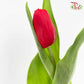 Tulip Red (8-9 Stems)
