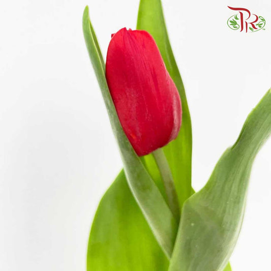 Tulip Red (8-9 Stems) - Pudu Ria Florist Southern