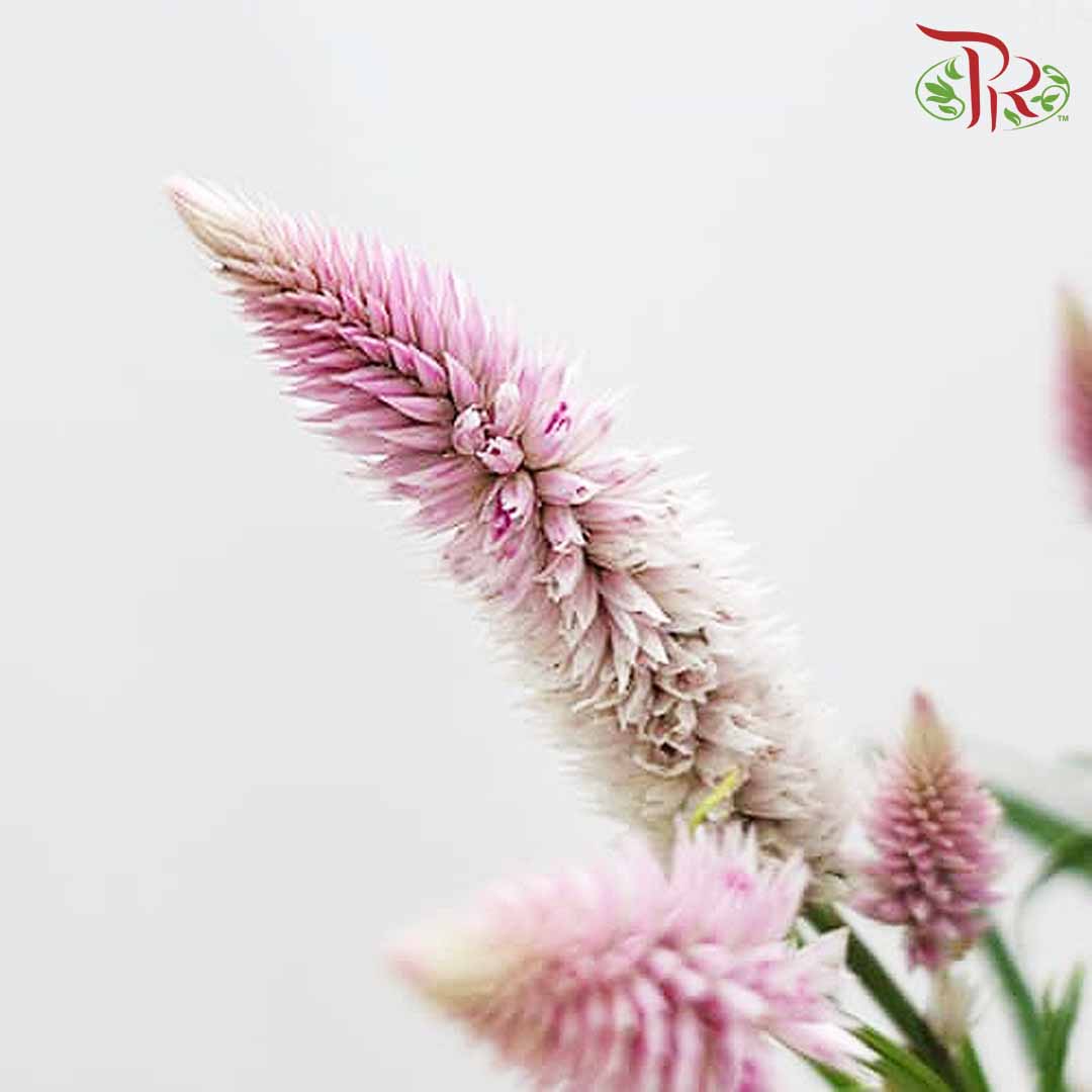 Celosia Spray Lilac (Per Bundle) - Pudu Ria Florist Southern