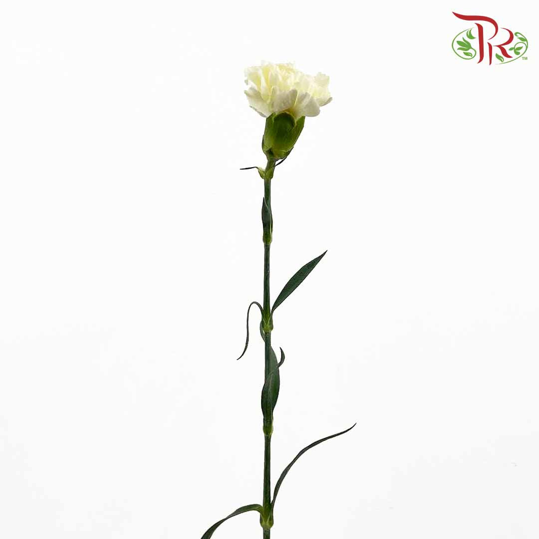 Carnation White (18-20 Stems)
