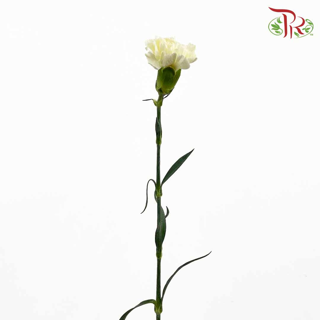 Carnation White (18-20 Stems) - Pudu Ria Florist Southern