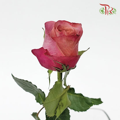 Rose Barista (8-10 Stems) - Pudu Ria Florist Southern