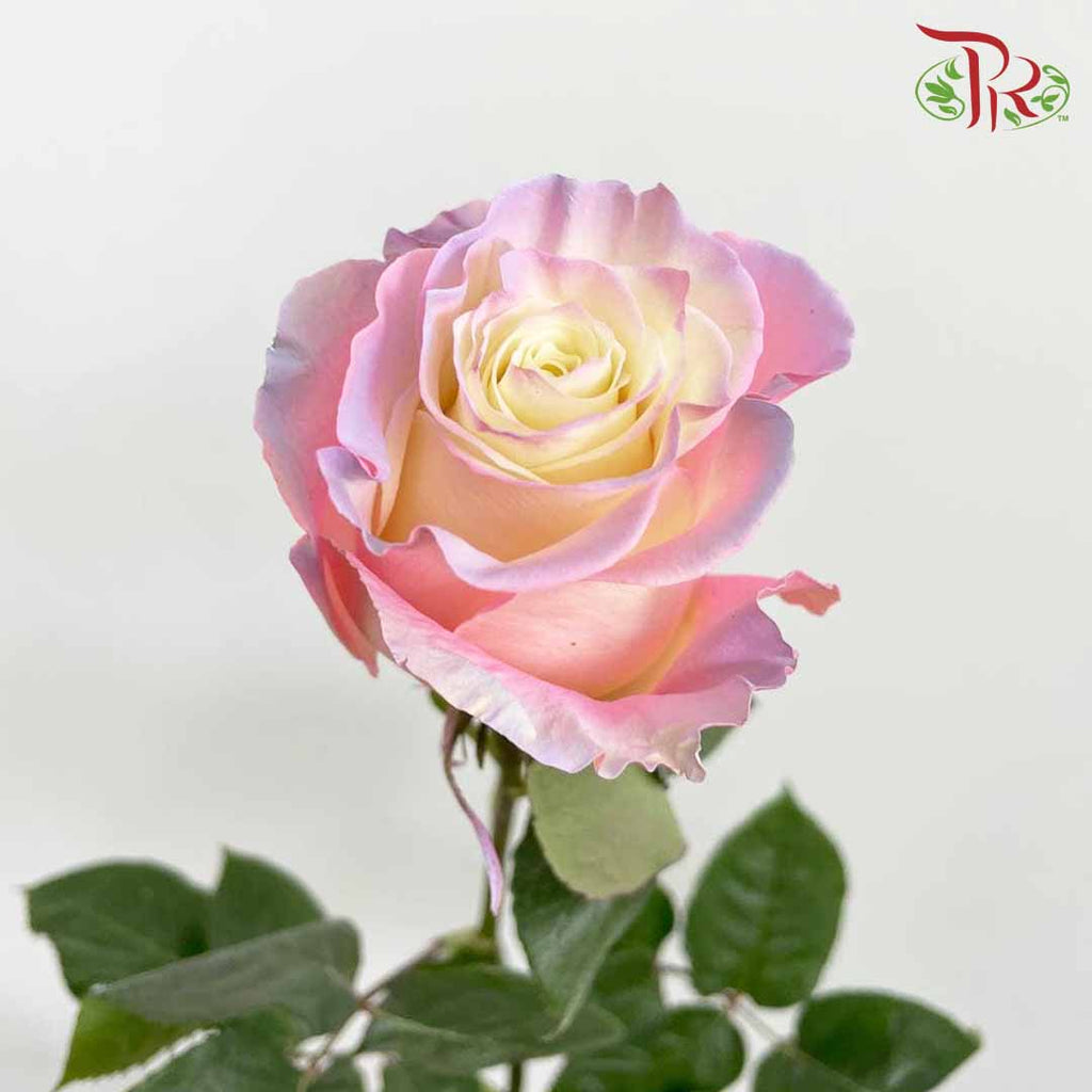 Rose Mondial Dyed Aurora Boreal (8-10 Stems) - Pudu Ria Florist Southern