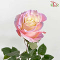 Rose Mondial Dyed Aurora Boreal (8-10 Stems) - Pudu Ria Florist Southern