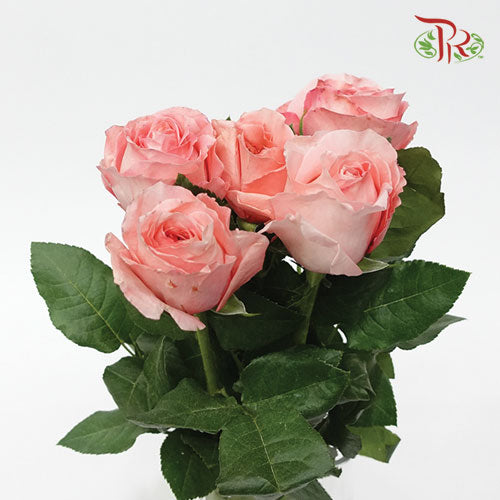 Rose Expression (8-10 Stems) - Pudu Ria Florist Southern