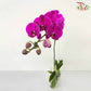Phalaenopsis Orchid Purple Without Pot / Per Stem (L)