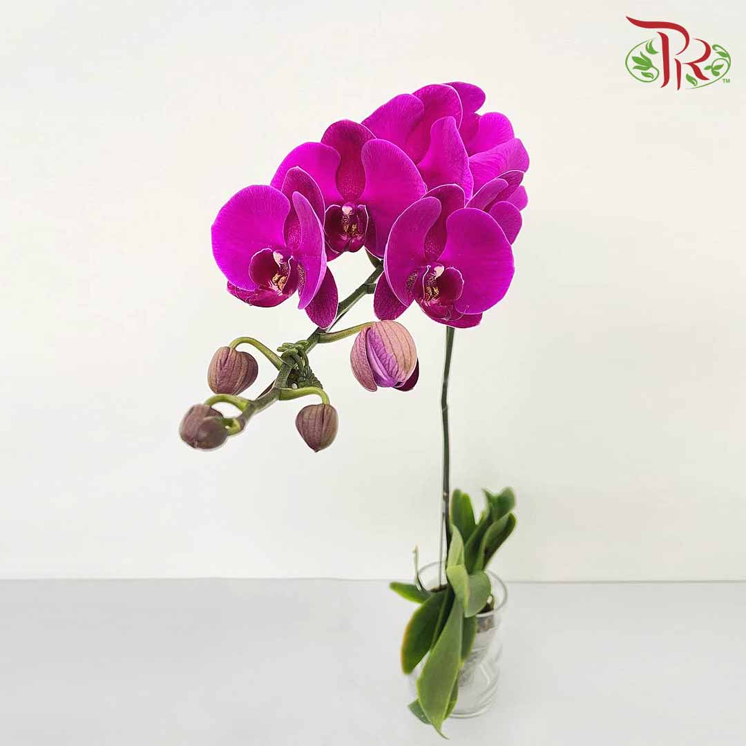Phalaenopsis Orchid Purple Without Pot / Per Stem (L) - Pudu Ria Florist Southern