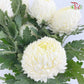 Taiwan Mum Chrysanthemum White (6 Stems)