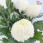 Taiwan Mum Chrysanthemum White (6 Stems) - Pudu Ria Florist Southern