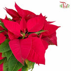 Poinsettia Pot Plant - Pudu Ria Florist Southern