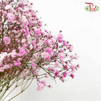 Baby's Breath Pink (8-10 Stems) - Pudu Ria Florist Southern