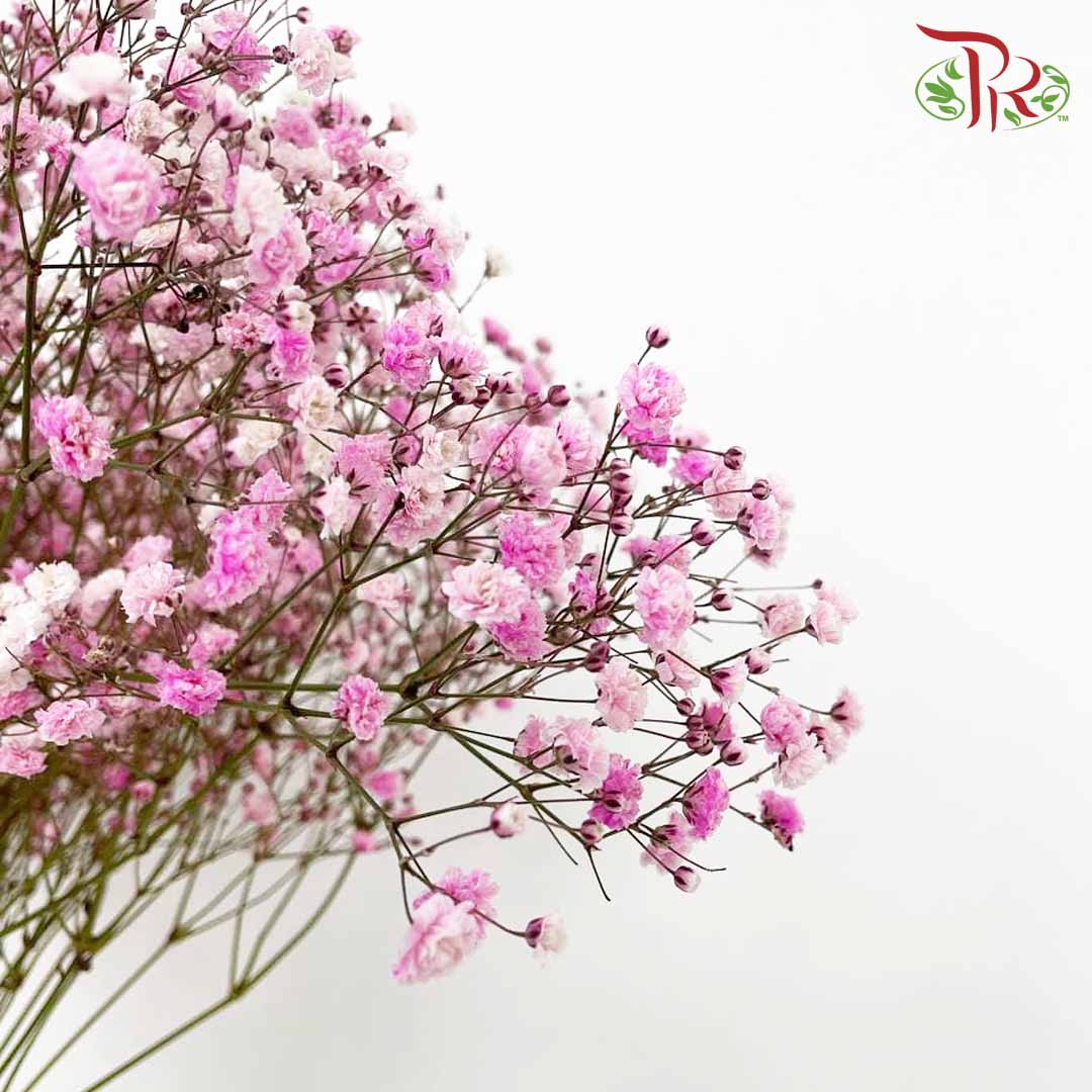 Baby's Breath Pink (8-10 Stems) - Pudu Ria Florist Southern
