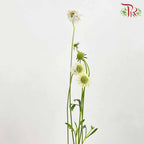 Scabiosa Colour White (Per Bundle) - Pudu Ria Florist Southern