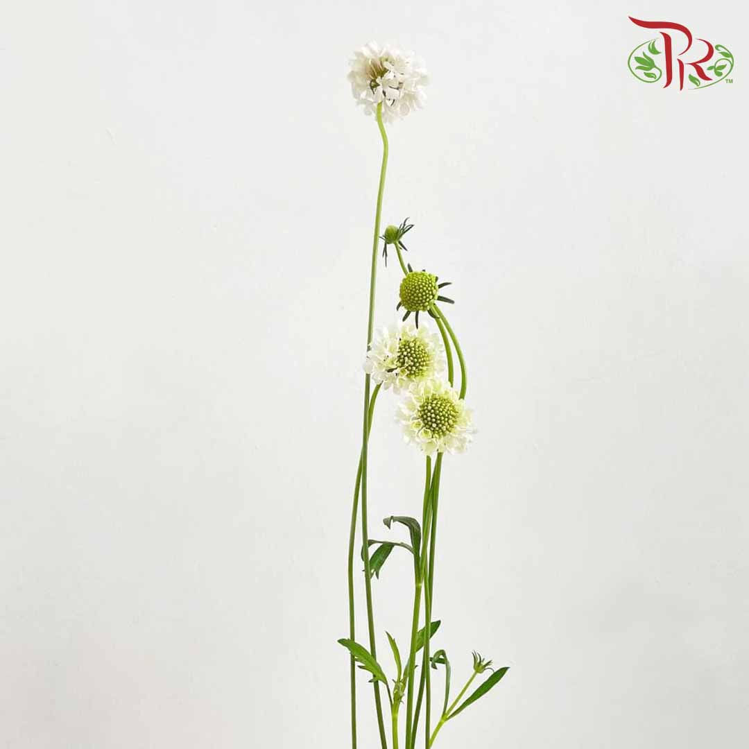 Scabiosa Colour White (Per Bundle) - Pudu Ria Florist Southern