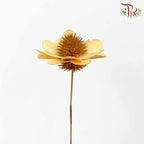 Dry Stella Luna - Orange - Pudu Ria Florist Southern