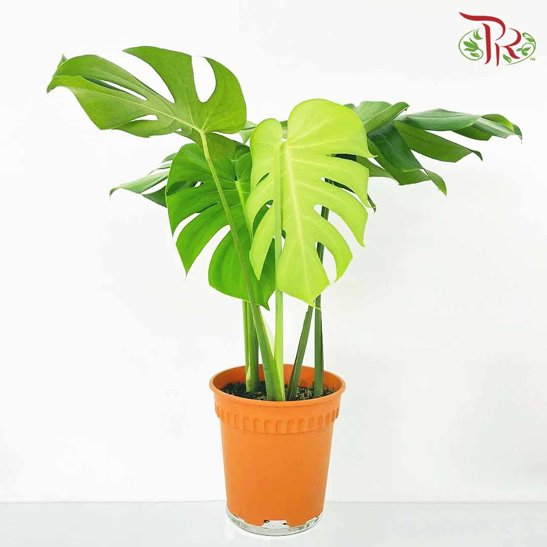 Monstera Plant (S) - Pudu Ria Florist Southern