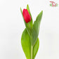 Tulip Red (8-9 Stems)