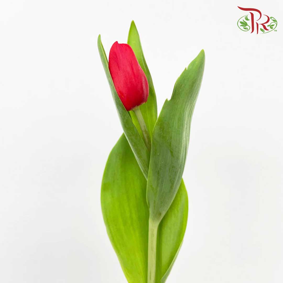 Tulip Red (8-9 Stems) - Pudu Ria Florist Southern