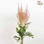 Astilbe Pink (4-5 Stems) - Pudu Ria Florist Southern