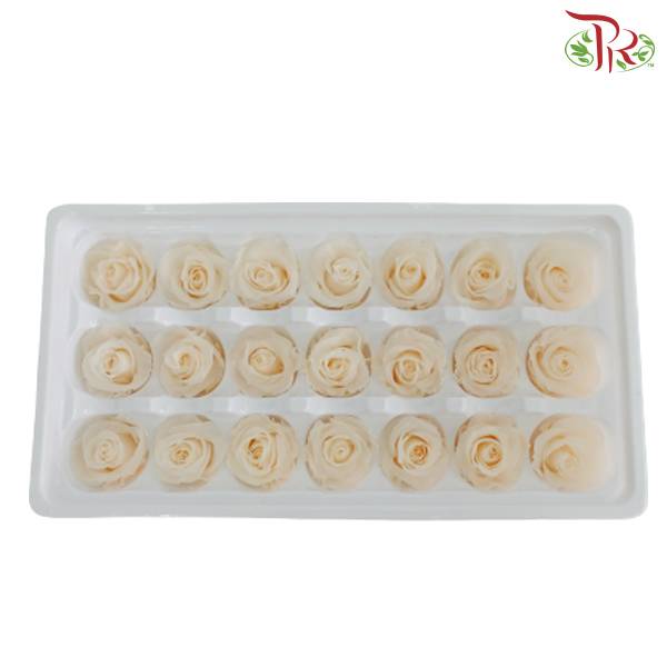 21 Bloom Preservative Rose - Champagne - Pudu Ria Florist Southern