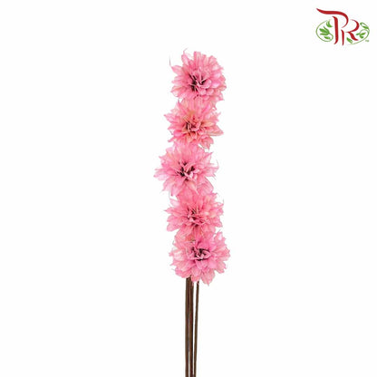 Dry Small Liju - Pink - Pudu Ria Florist Southern