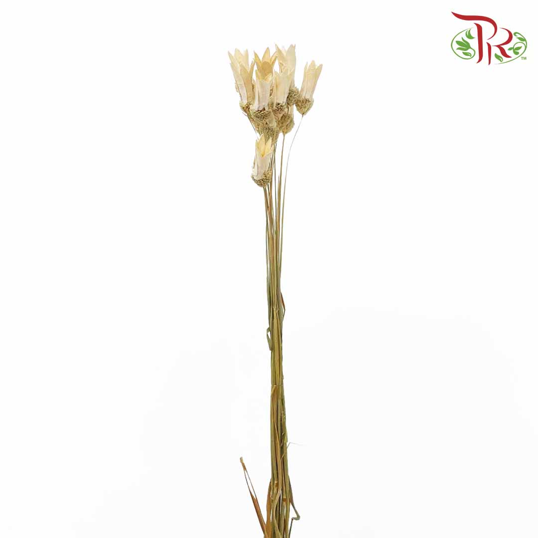 Dry Small Lily - Pudu Ria Florist Southern