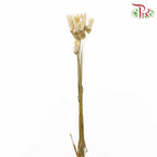 Dry Small Lily - Pudu Ria Florist Southern
