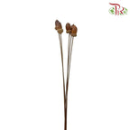 Dry Acorn Nut - Offer Item - Pudu Ria Florist Southern