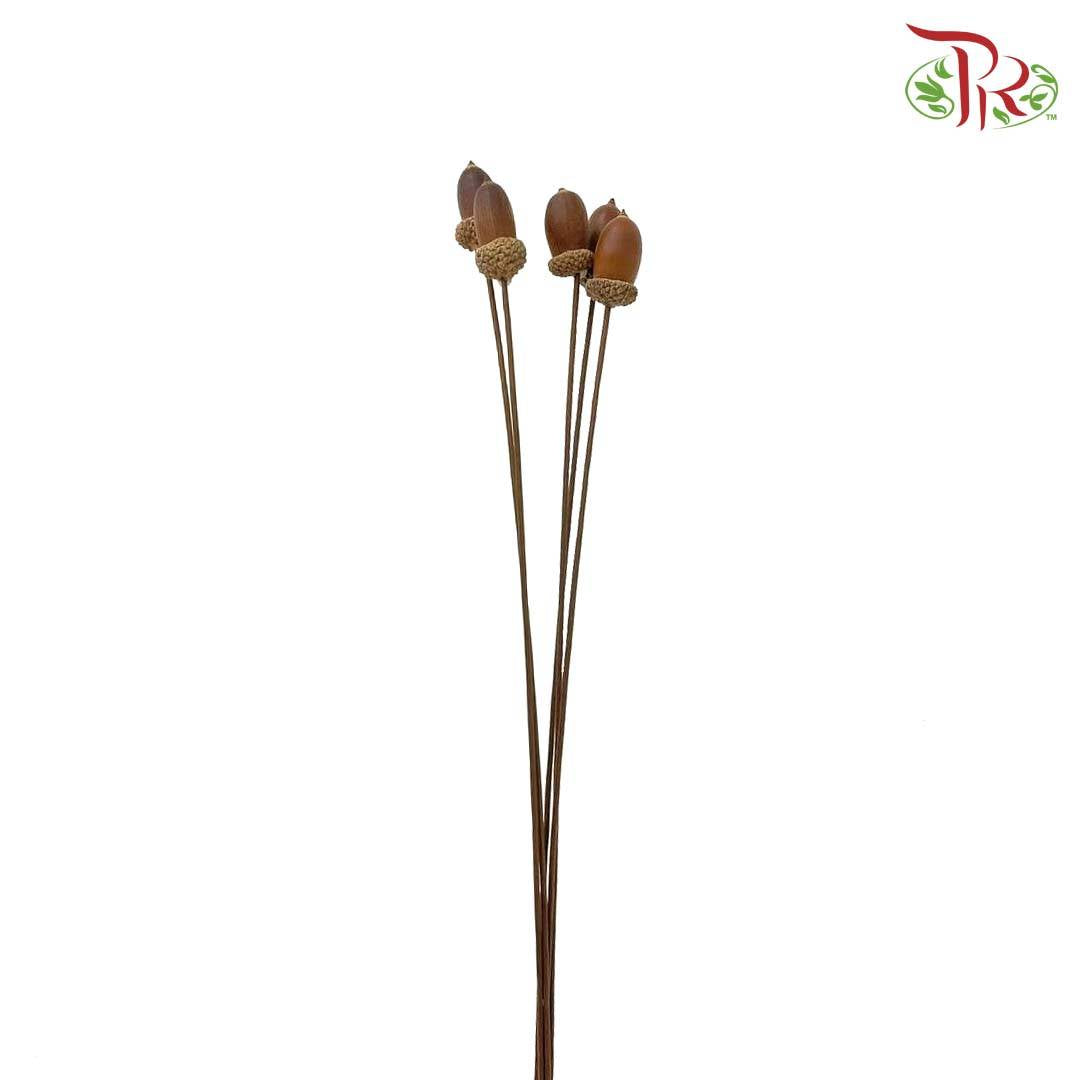 Dry Acorn Nut - Offer Item - Pudu Ria Florist Southern