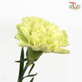 Carnation Light Green (18-20 Stems) - Pudu Ria Florist Southern