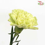 Carnation Light Green (18-20 Stems) - Pudu Ria Florist Southern