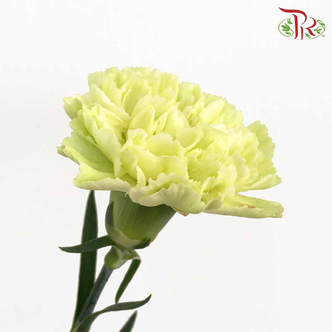 Carnation Light Green (18-20 Stems) - Pudu Ria Florist Southern